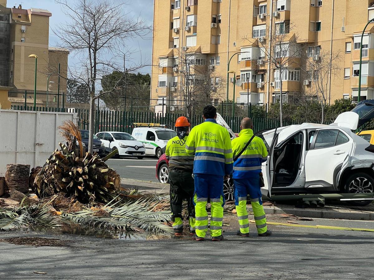 Imagen del coche y los restos de la palmera.