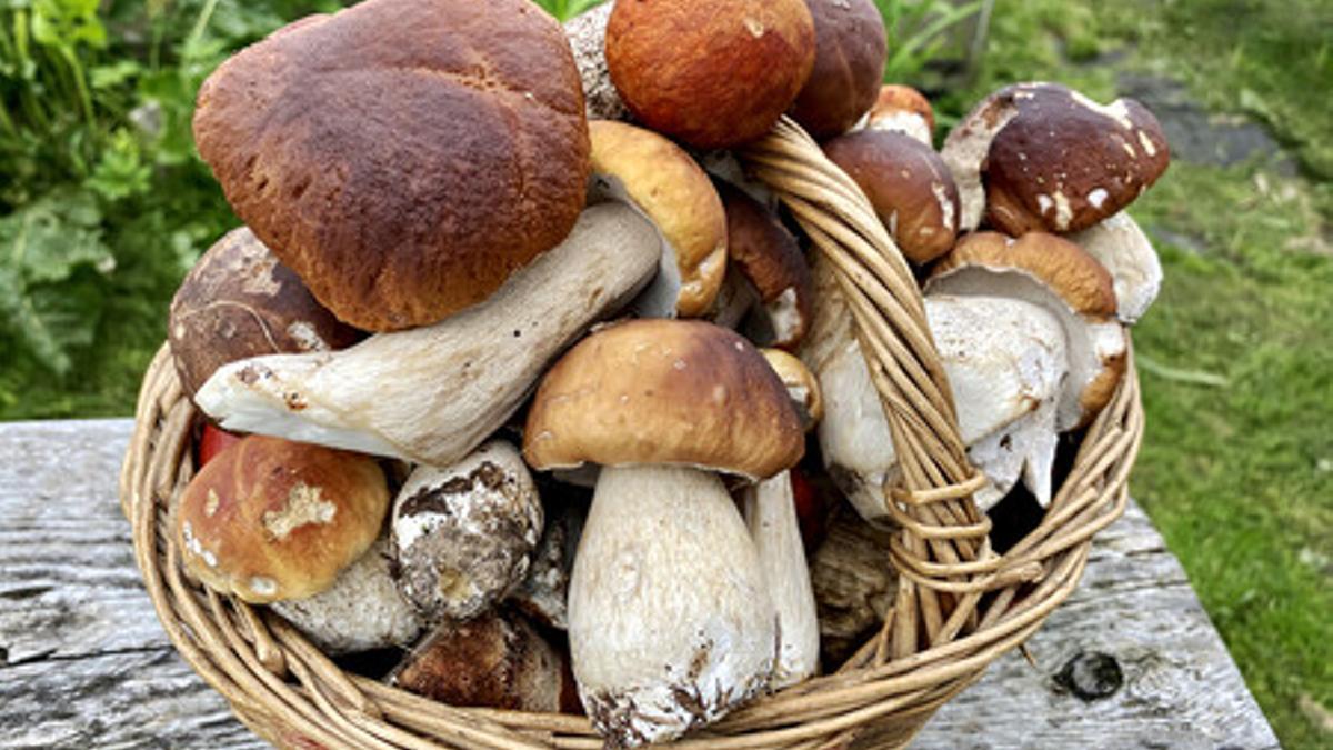 Boletus, directos al paladar.