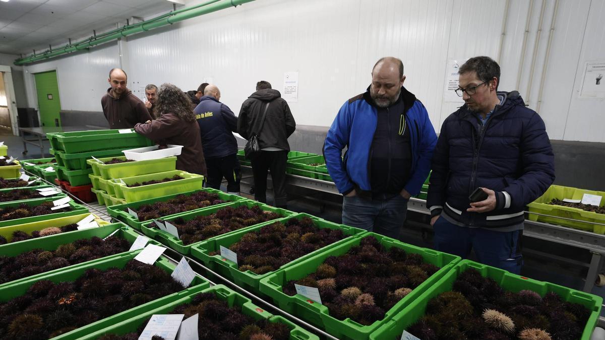 El primer oricio del año se subasta "a precio de lujo" en Avilés