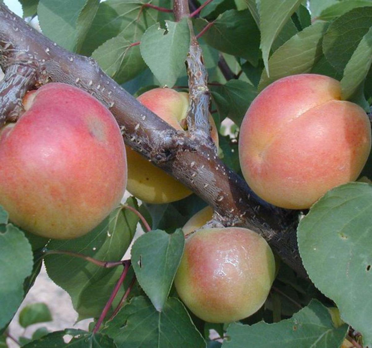 La fruta de verano valenciana sortea la sequía