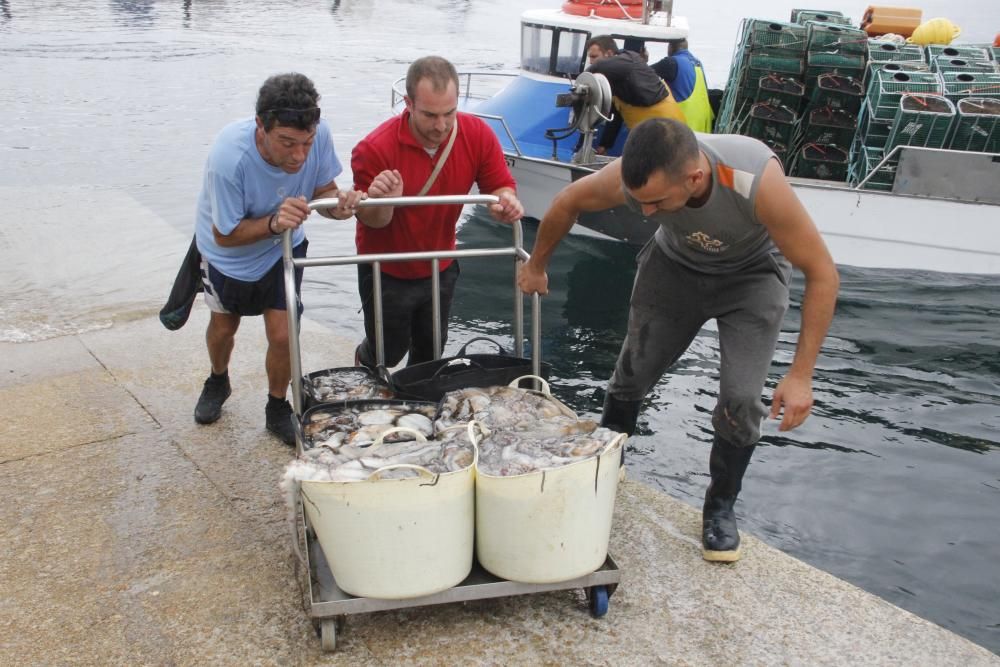 Las primeras descargas de pulpo en el puerto de Bueu // Santos Álvarez