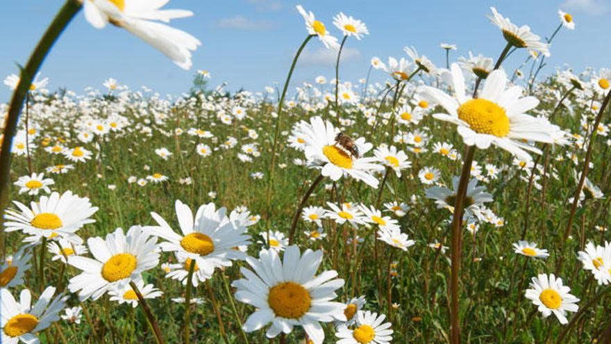 La primavera llega mañana con lluvia, nieve y frío de invierno