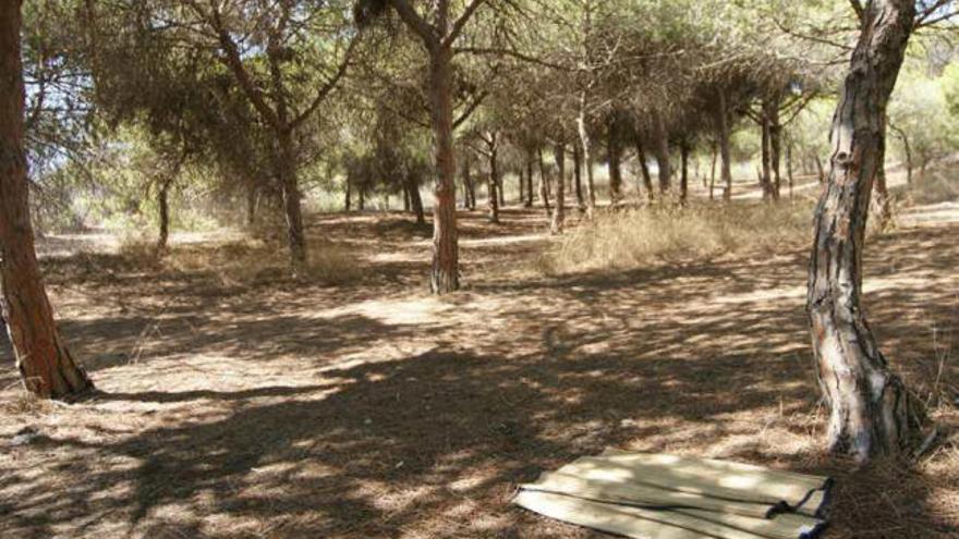 Despojos de intenciones entre la arena y los pinos