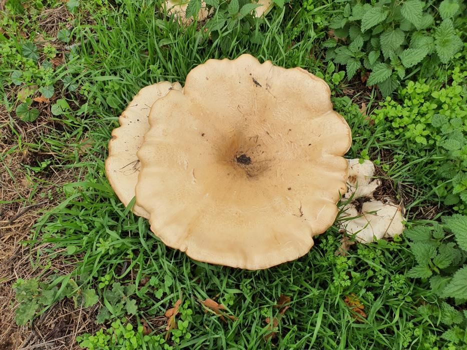 La alcaldesa de Castro Caldelas fue la autora del hallazgo de una seta gigante de 4,5 kilos