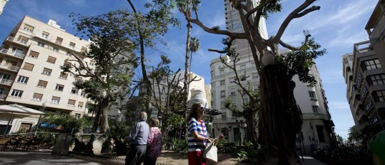 Imagen de archivo de cómo estaban los ficus antes de ser podados.