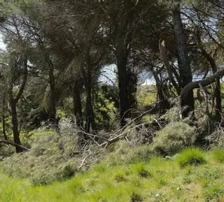"Suma Forestal" selecciona tres pueblos, uno de ellos en Zamora, para recuperar sus bosques