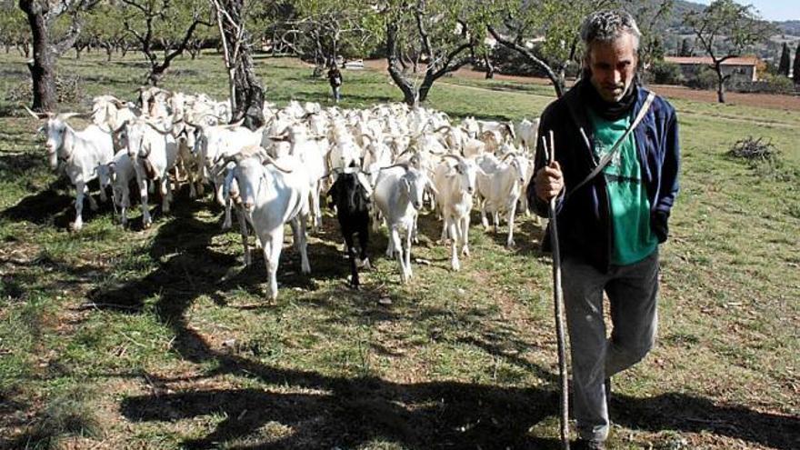 Un ramat de cabres catalanes