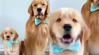 Los Golden Retrievers con pajarita que arrasan en redes: "Padre e hijo"