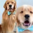 Los golden retrievers con pajarita