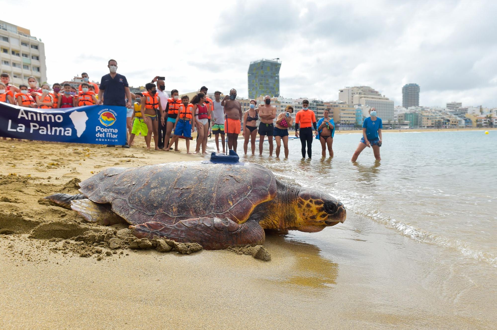 Suelta de la tortuga 'Macho' en Las Canteras