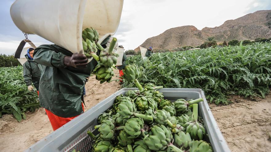 La Confederación Hidrográfica mantiene restricciones de riego de la huerta tradicional Segura de hasta el 57 %