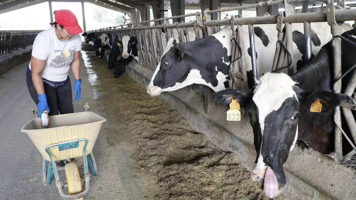 Una ganadera con sus vacas en una explotación láctea en Galicia