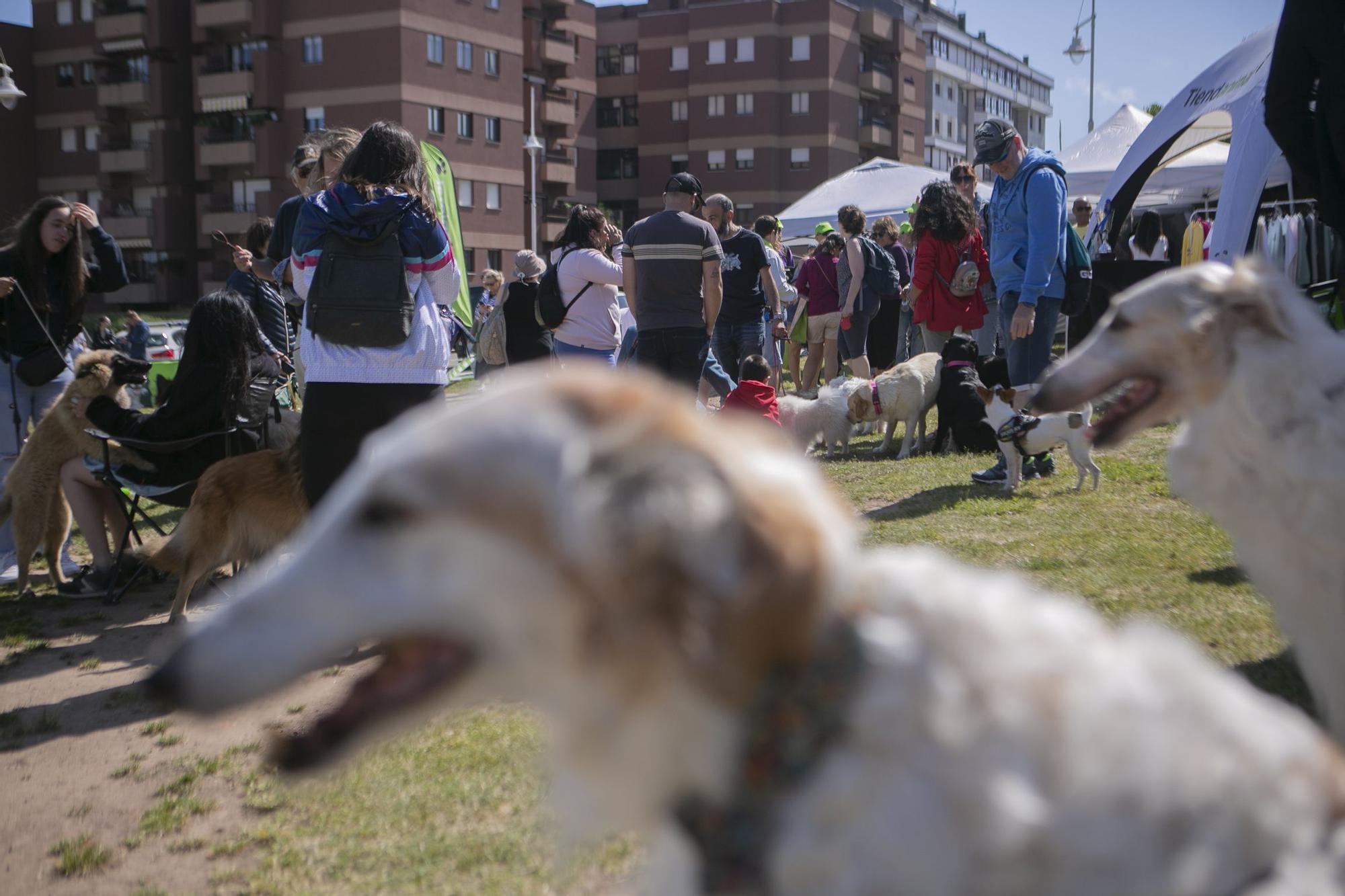 En imágenes: así fue el campeonato de surf para perros en Salinas