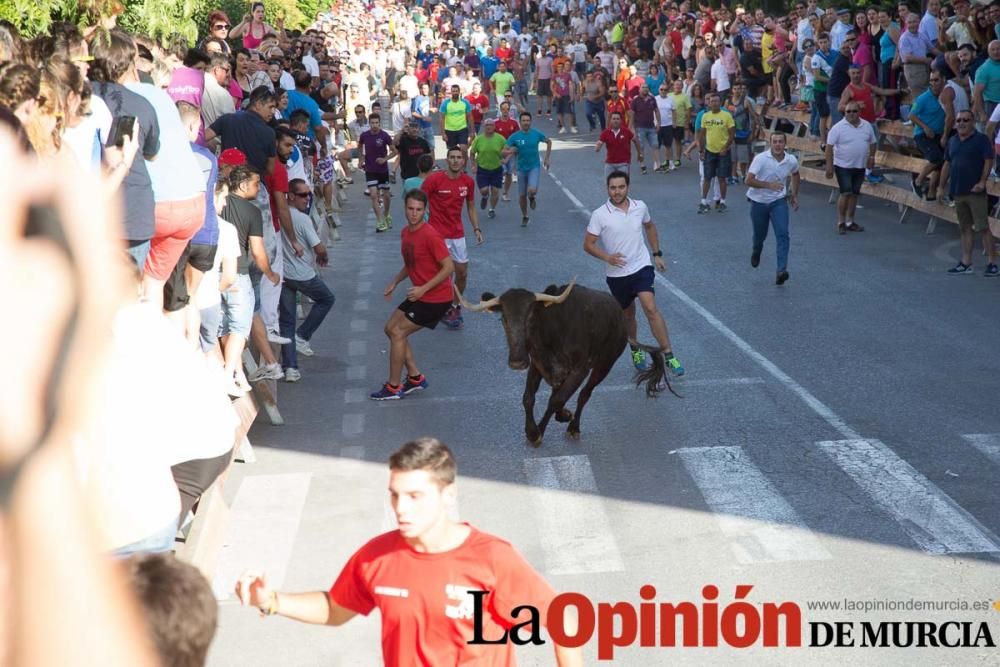 Última suelta de vacas en Moratalla