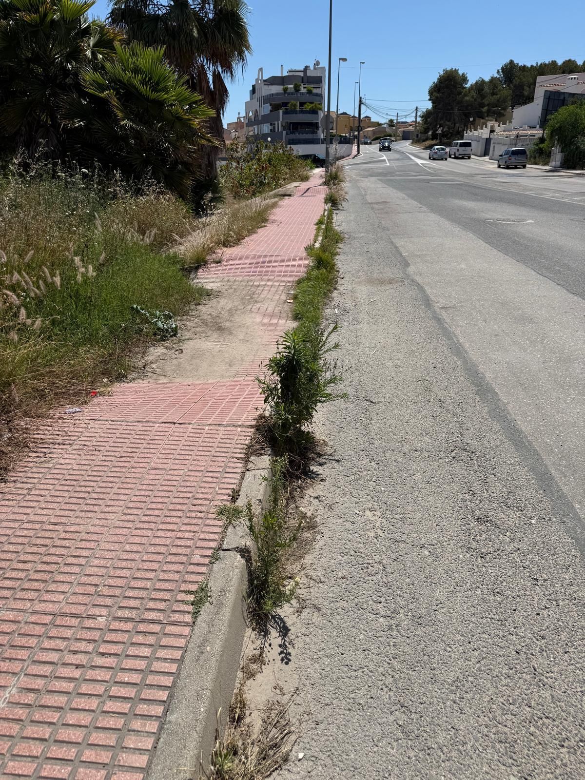Una jungla sobre el asfalto de Orihuela Costa