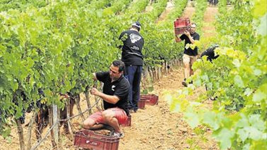 Bodegas Barón d’Alba, de vendimia