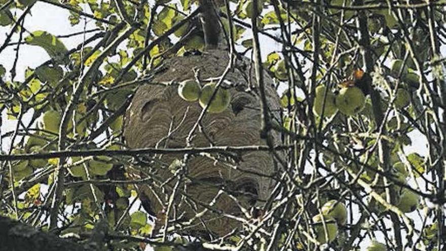 Un nido de avispa asiática en un árbol.