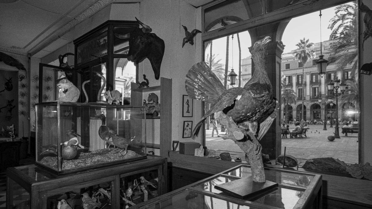 La plaza Reial, al fondo, vista a través de los cristales de la tienda.