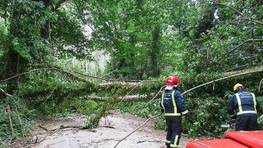 Los bomberos tuvieron que cortar el castaño.