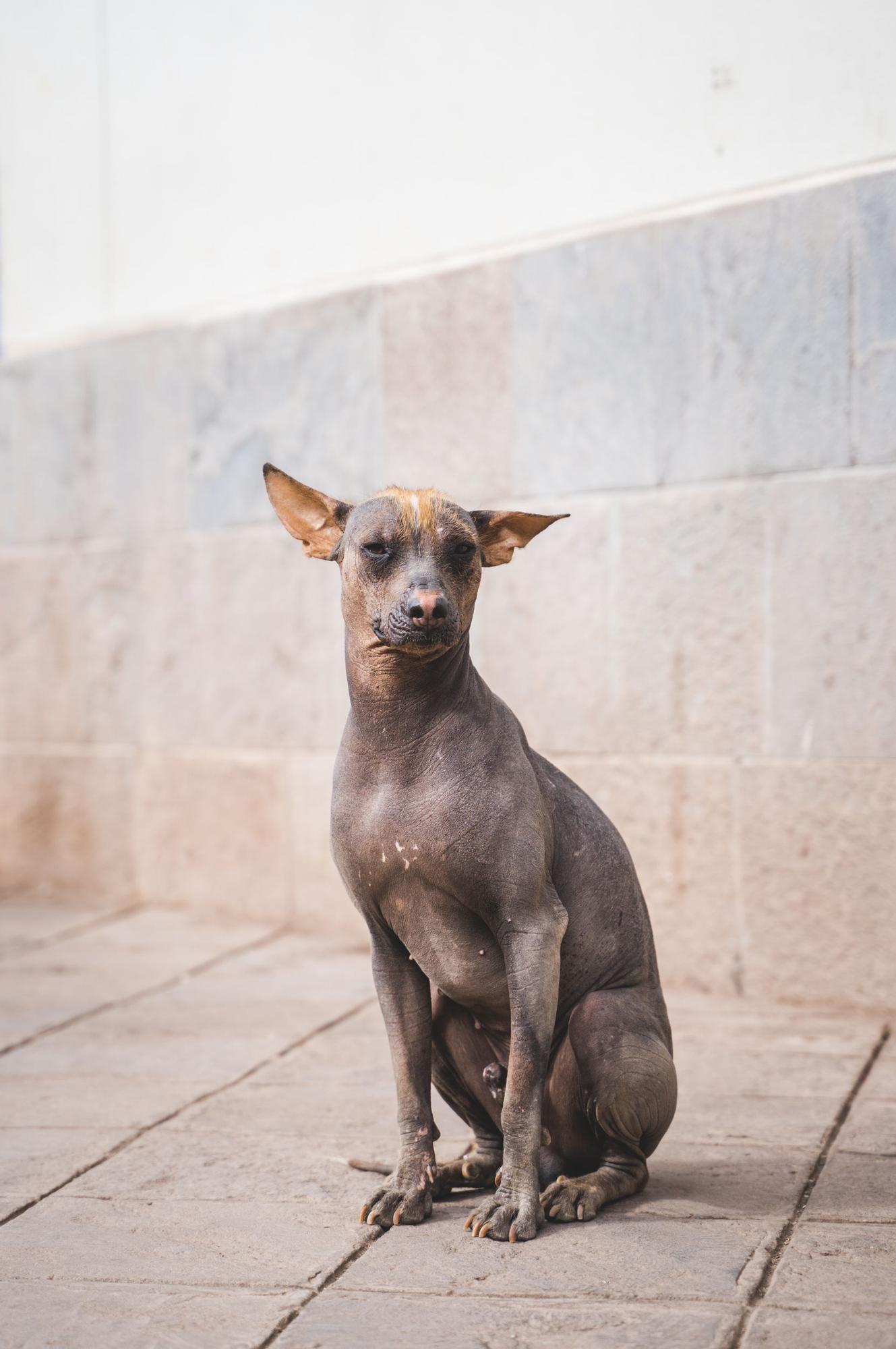 son raros los perros xoloitzcuintli