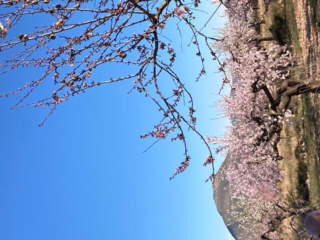 Imágenes de almendros en Albocàsser