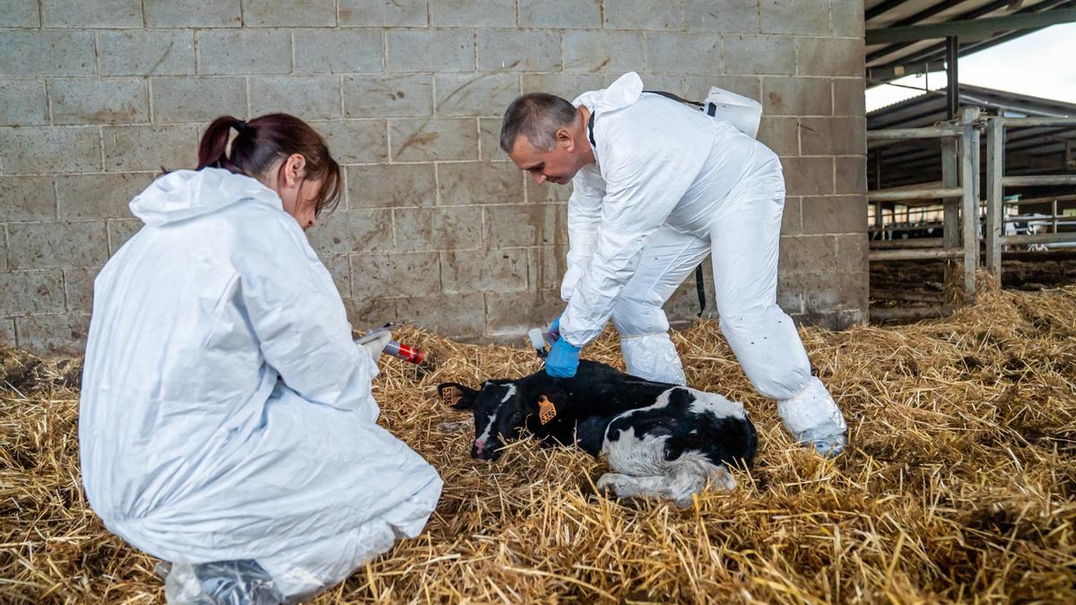 Dos veterinaris injectant la vacuna contra la dermatosi a un vedell