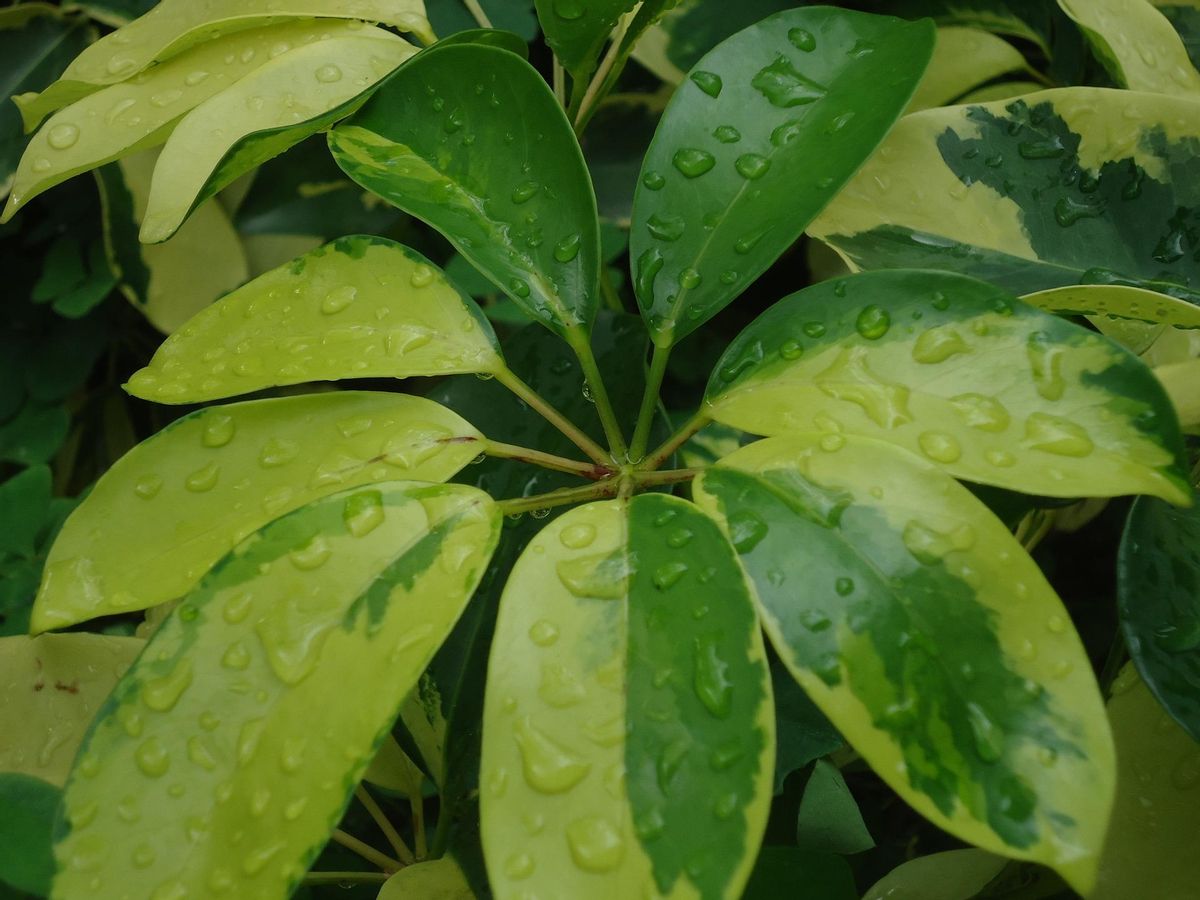 Pon estas plantas tan resistentes en tu hogar si no eres un experto jardinero.