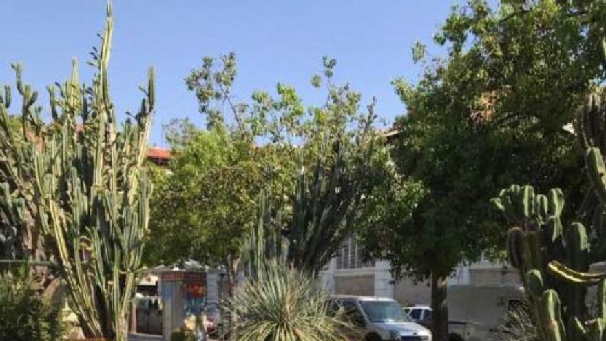 Un centenar de cactus de gran tamaño decorarán Murcia