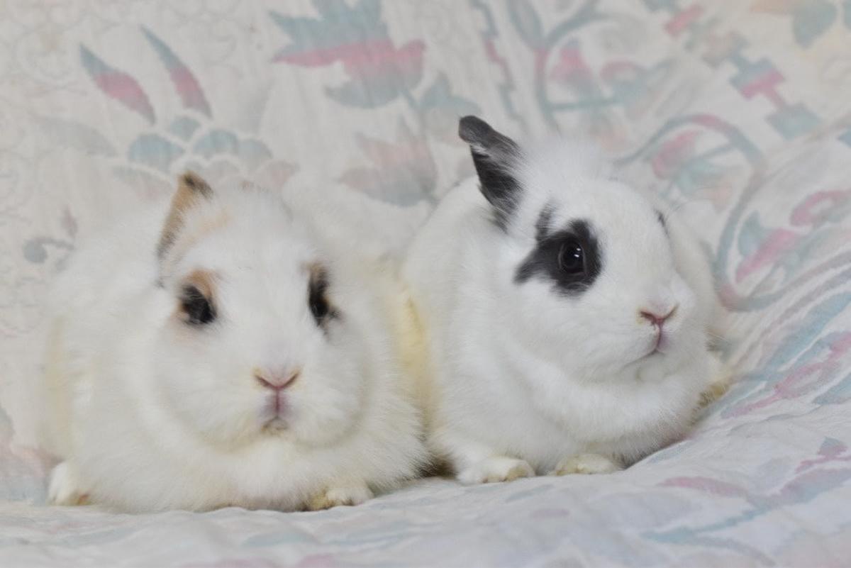 Estas conejitas 'Toy' buscan familia.