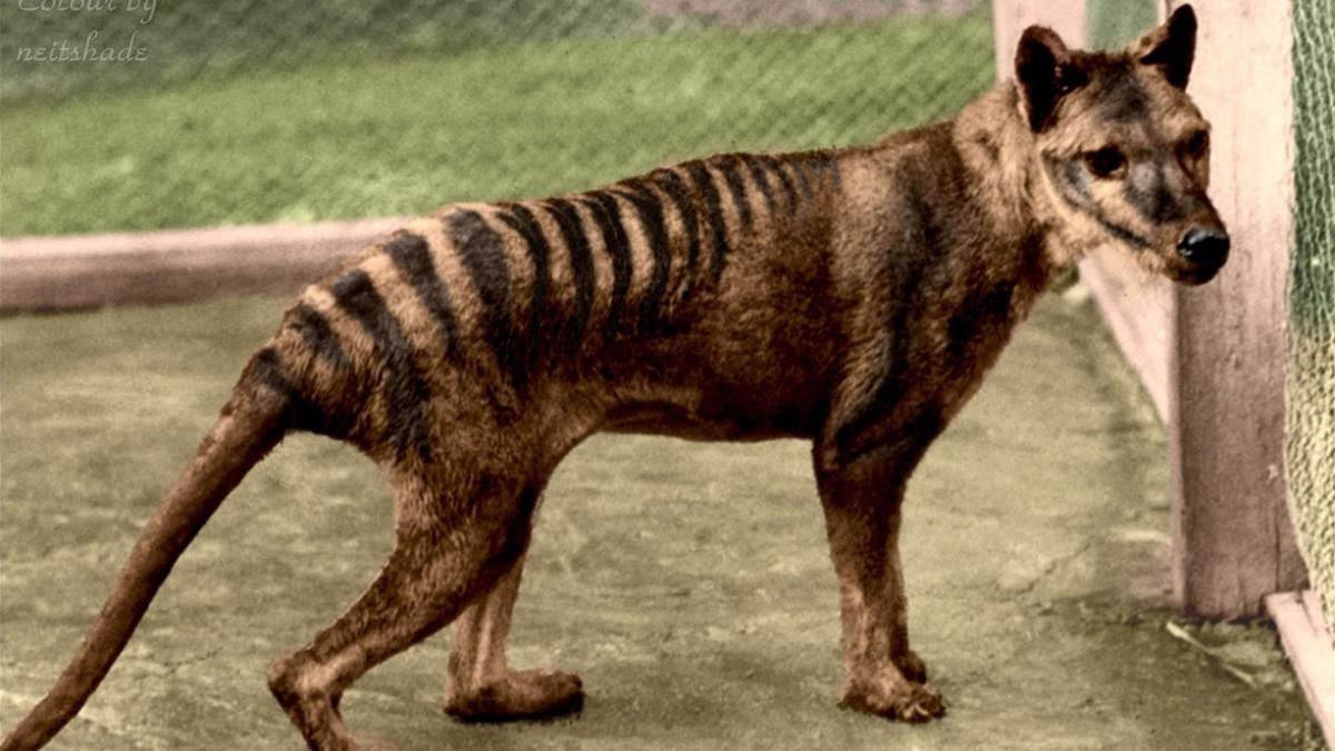 Imagen de archivo de un tigre de Tasmania.