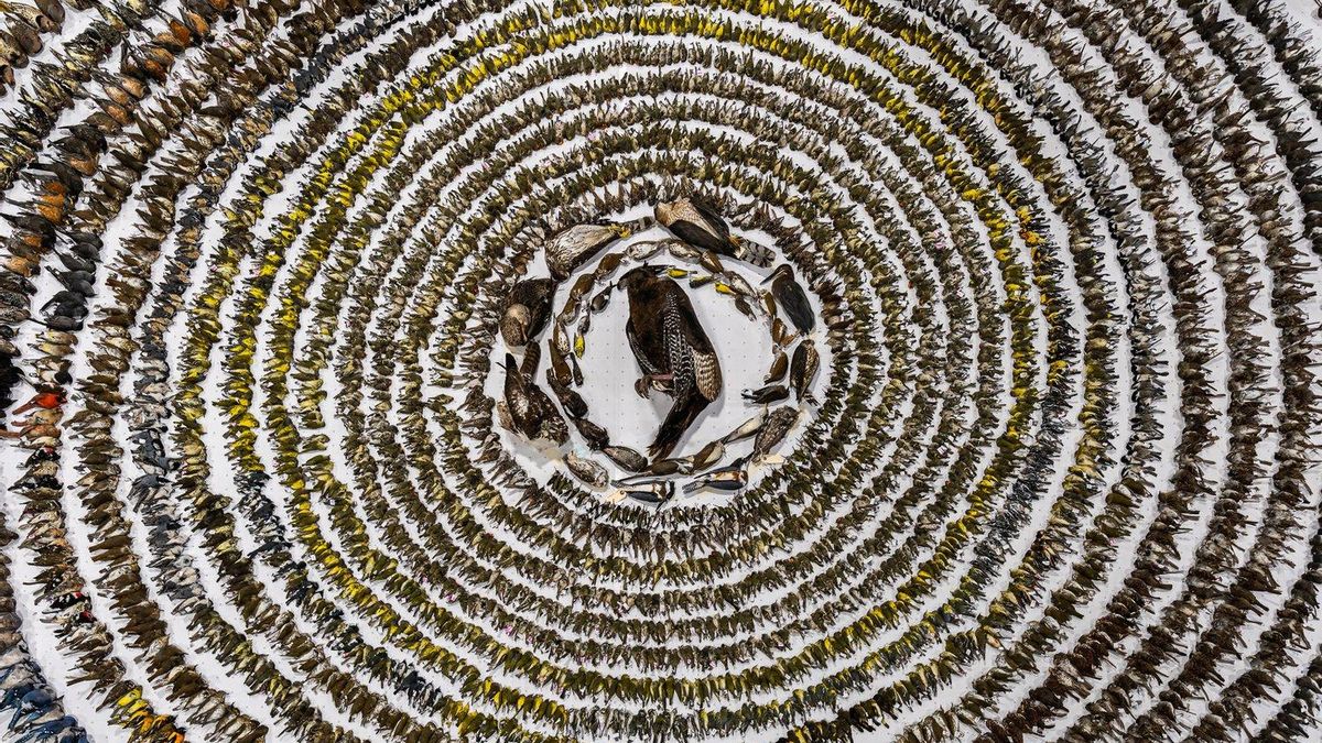 Miles de aves muertas al chocar contra cristales de edificios
