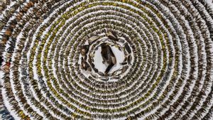 Miles de aves muertas al chocar contra cristales de edificios
