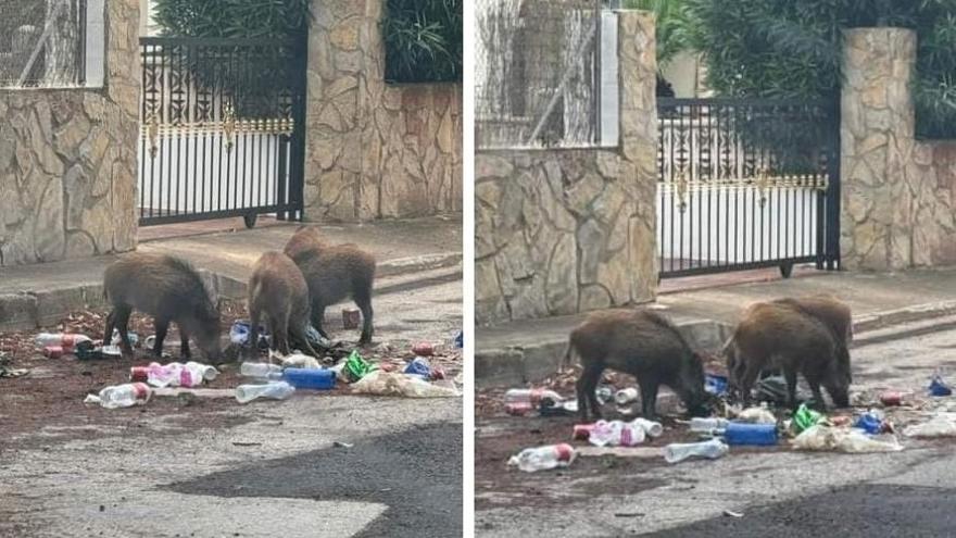 Los jabalíes escarban en la basura de chalés de alquiler turístico en Xàbia