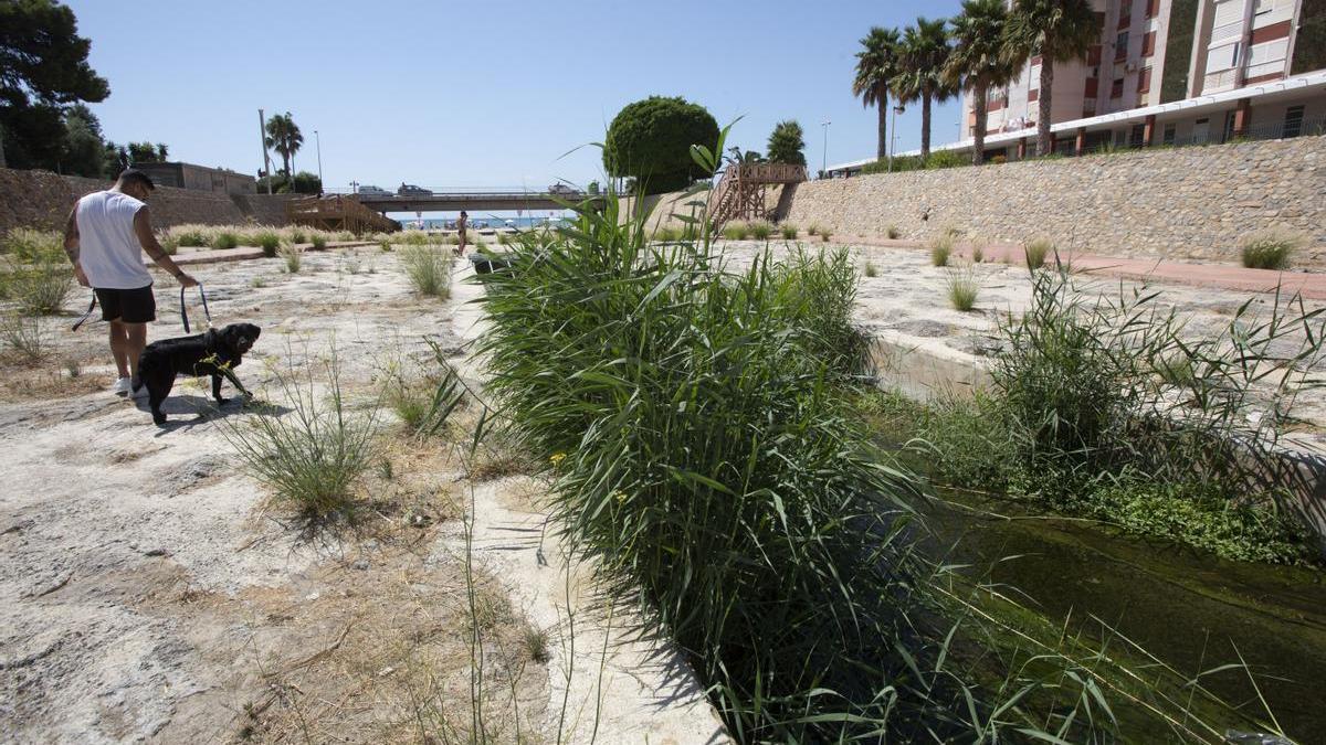 Algunas de las cañas que crecen en el cauce del barranco cerca de su desembocadura en la playa de la Albufereta