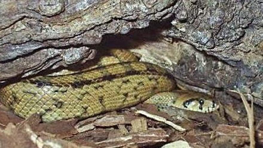 Las serpientes han proliferado en las Pitiusas en los últimos años.