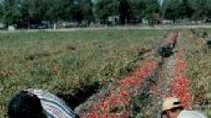 Hacienda inspecciona la campaña de ayudas al tomate del año 2000