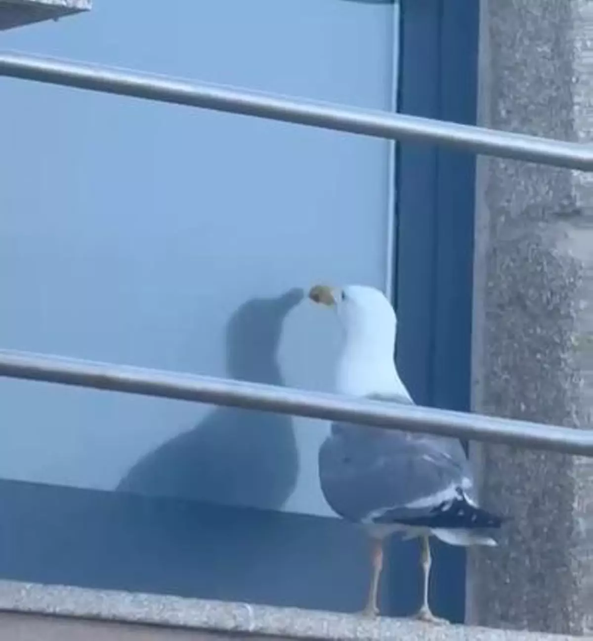 Una gaviota narcisista en la isla de Ons