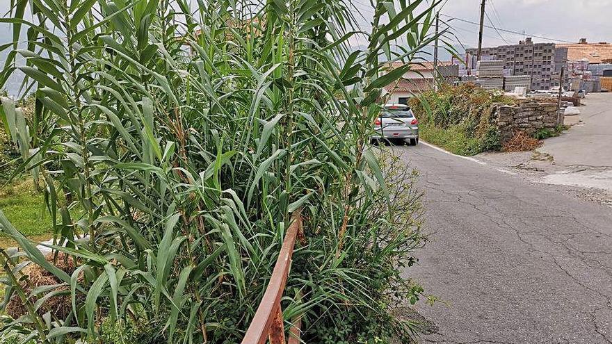 Vegetación ocupando parte de la calzada.