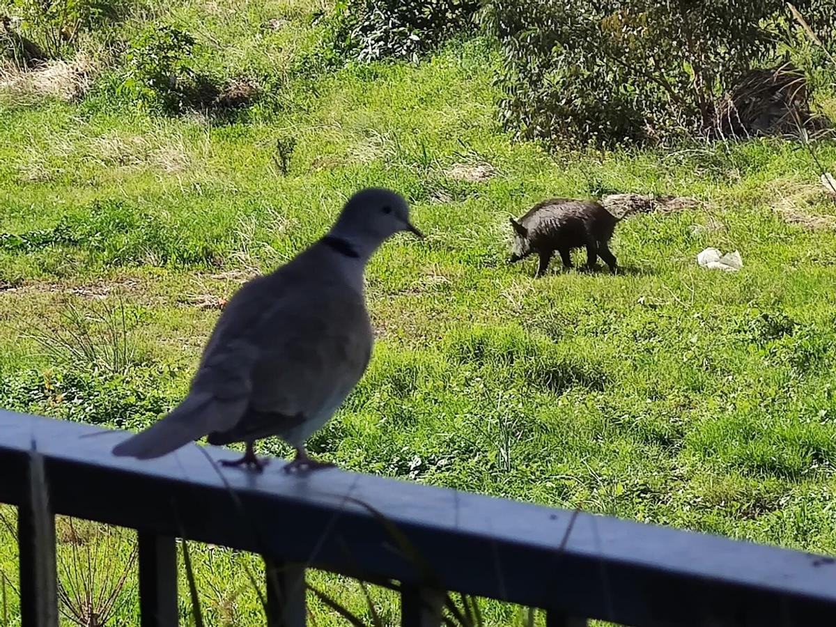 Un jabalí, sorprendido en la senda fluvial del Guadalmedina