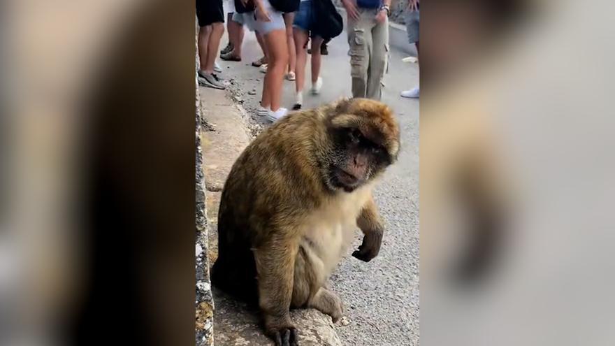 Gracioso momento en Gibraltar: un mono persigue a una joven y la observa fijamente
