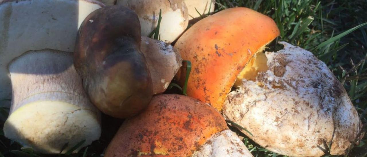 Ejemplares de boletus recogidos en Aliste. | Ch. S.