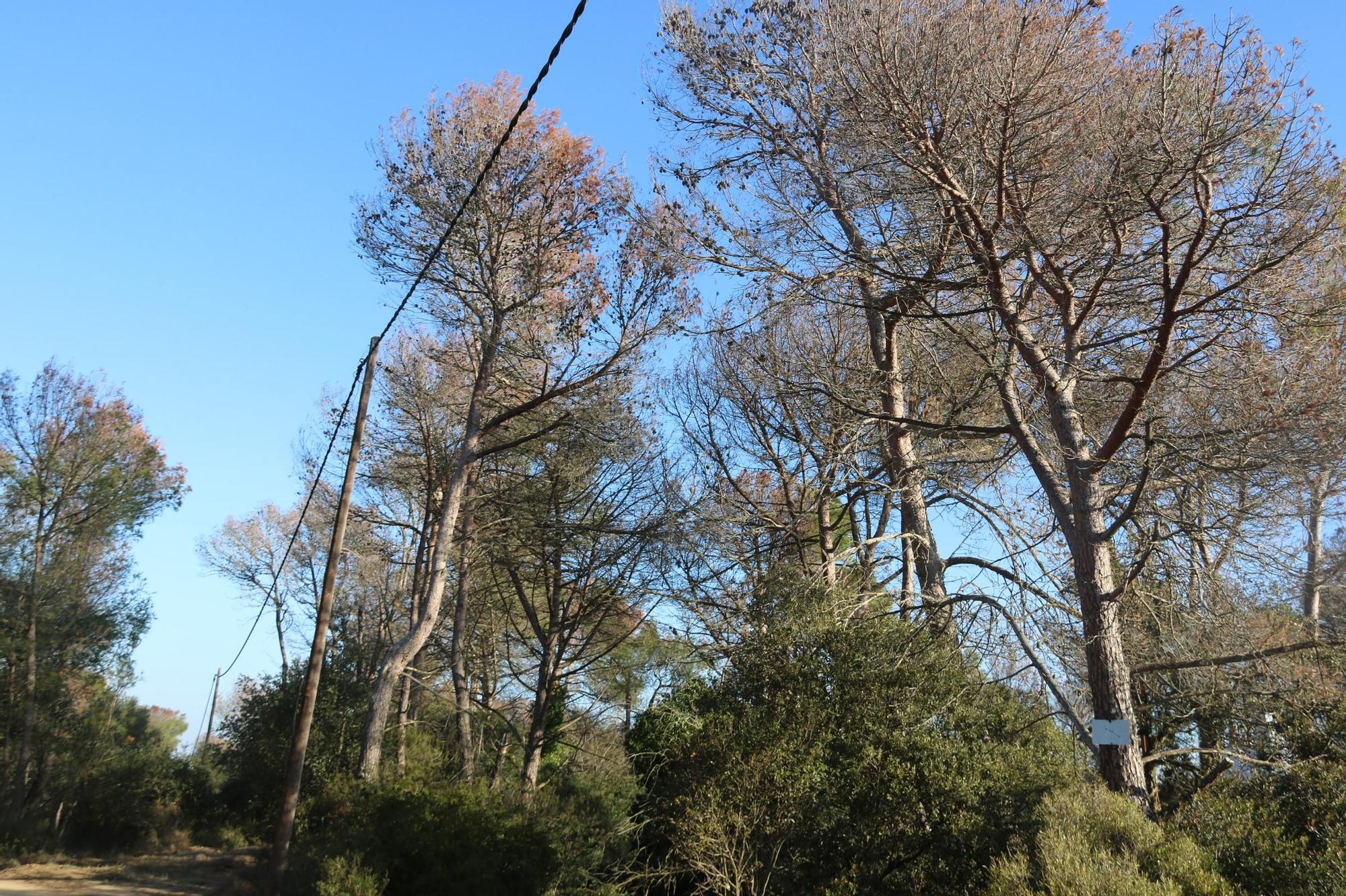 Els propietaris forestals de les Gavarres alerten que la sequera ha matat molts arbres que cal talar "urgentment"