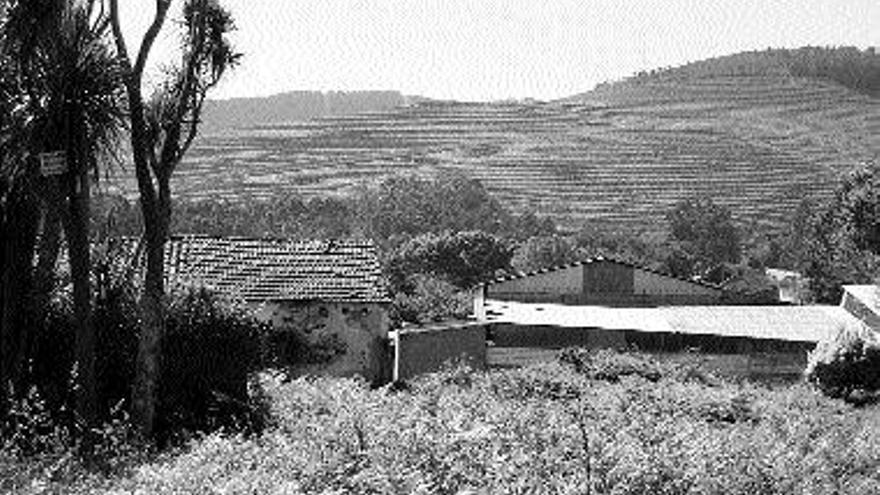 Plantación de viñedos que la sociedad de Horacio Gómez posee en Vilachán (Tomiño). / E.G.