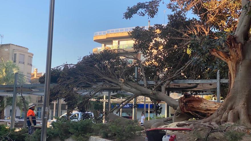 La rama caída en la Glorieta de Novelda durante la tormenta de la tarde del jueves.
