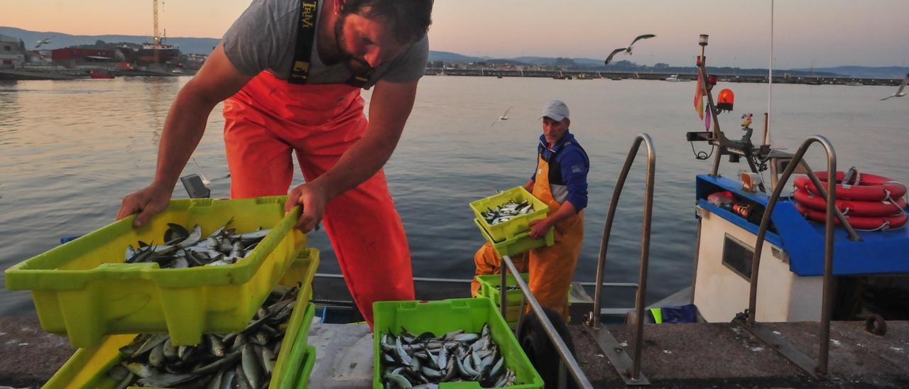 Descarga de sardina en el muelle cambadés de Tragove.