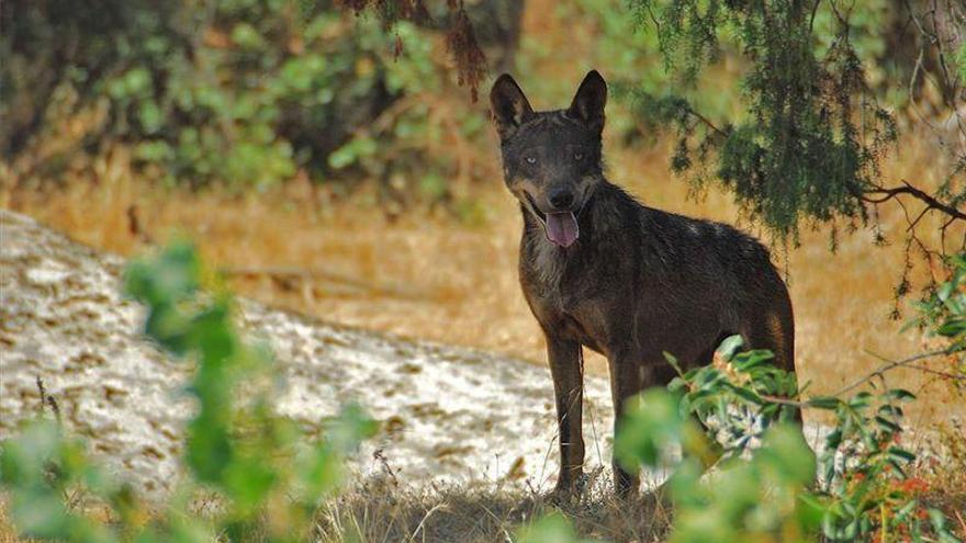 ¿Volverá el lobo ibérico a Castellón?