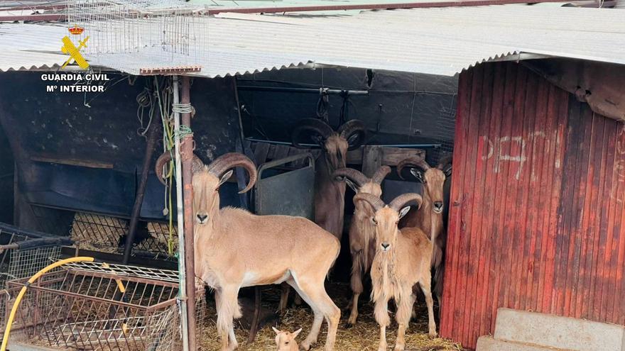 Localizan en La Palma una explotación ganadera ilegal de muflones