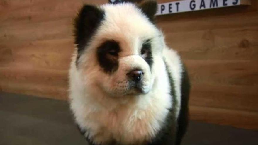 ¿Es un perro o es un panda?