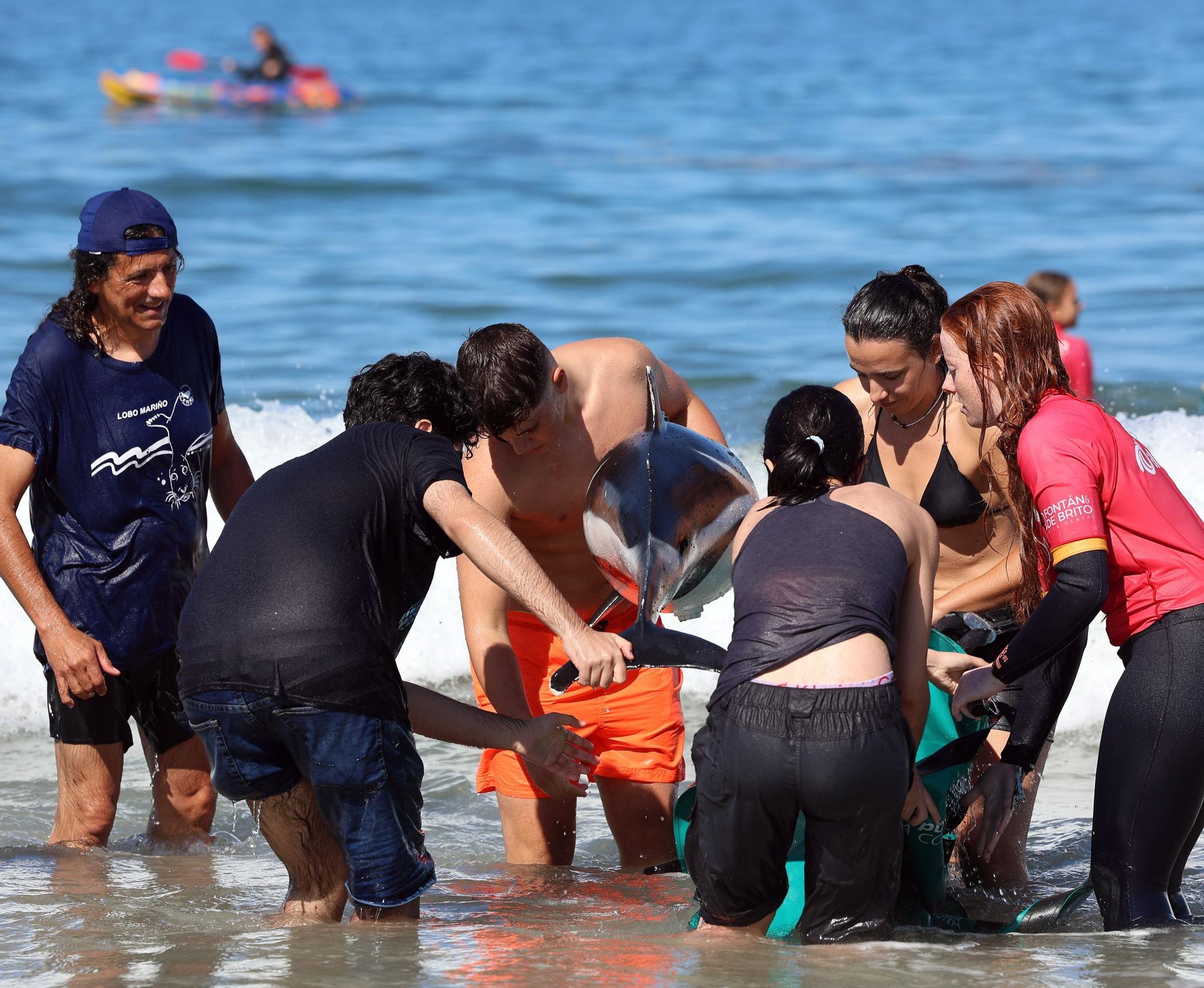 Una segunda vida  para los animales varados desde la playa de Nigrán