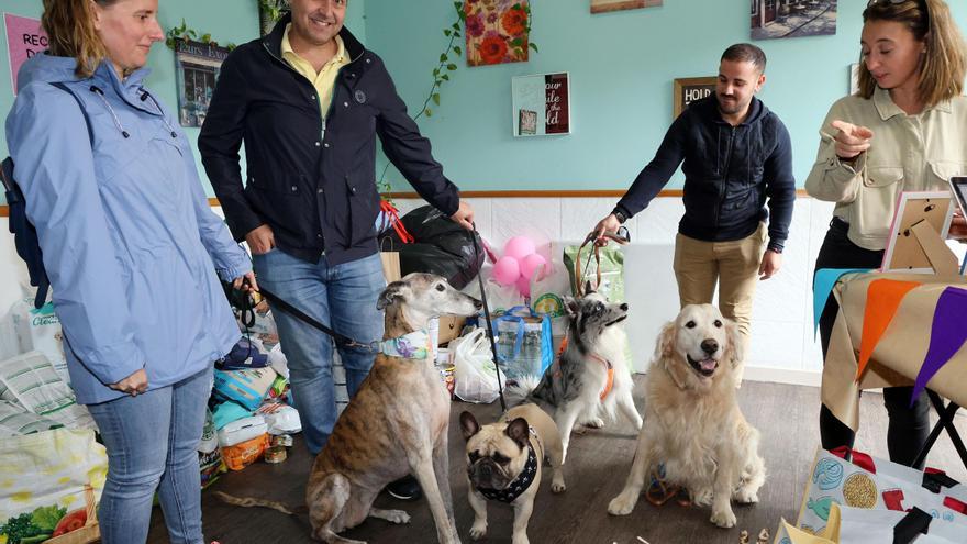 Photocan SköllDog, solidaridad con los peludos de cuatro patas